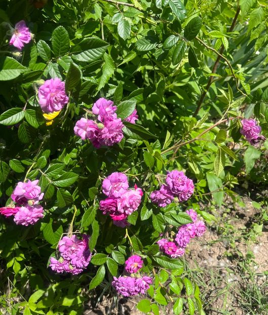 F4F7F76F-2B95-4981-987A-5FA057174DDF - Trandafiri la balta 2023