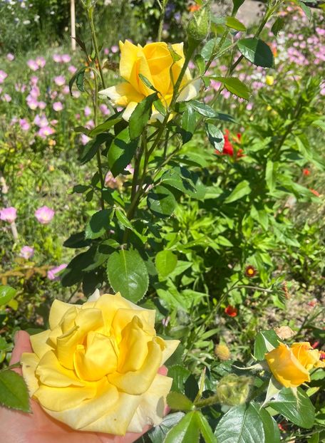 D9EB7E63-B1FC-440D-B043-77DAEED8B7D8 - Trandafiri la balta 2023