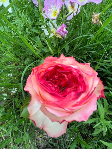 CED157EB-3734-43A5-A71E-E8AAA2B28BF9 - Trandafiri la balta 2023