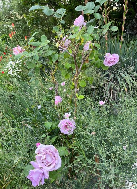 789342B3-42DC-4BEE-B381-15174209D0A7 - Trandafiri la balta 2023