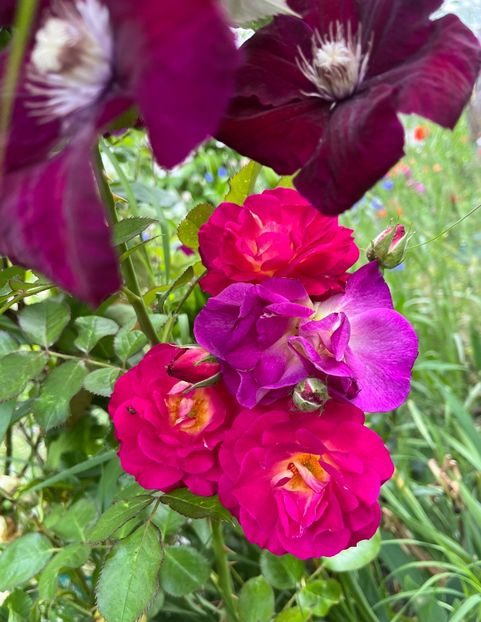 Outa the blue - Trandafiri la balta 2023