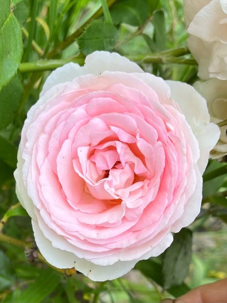 Eden rosé - Trandafiri la balta 2023