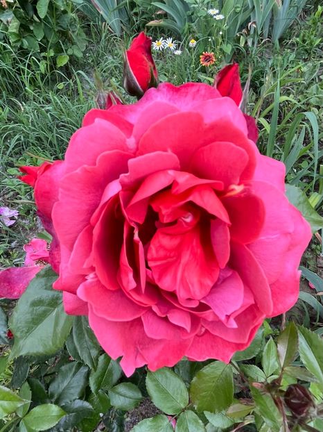 9B1CD869-0E76-4AEE-9491-B304B7916AF8 - Trandafiri la balta 2023