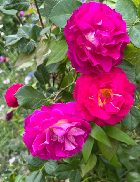 B3D6B8D3-B568-4175-A213-B81A450B170B - Trandafiri la balta 2023