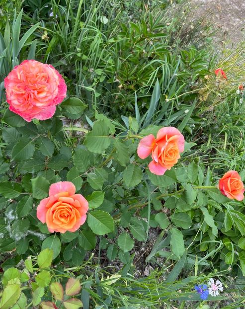 BC916E0C-B29F-4632-B915-2DC88E3E6262 - Trandafiri la balta 2023