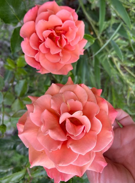 9BDAD222-5516-4A6F-9CCA-A63D9E97235D - Trandafiri la balta 2023