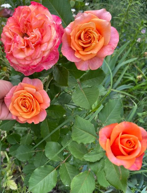 AE58E33C-37B9-4627-94A2-6B996A9A0B80 - Trandafiri la balta 2023