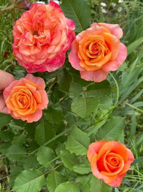 0CA69E69-8A46-43E7-99B9-EB5B6E57F37D - Trandafiri la balta 2023