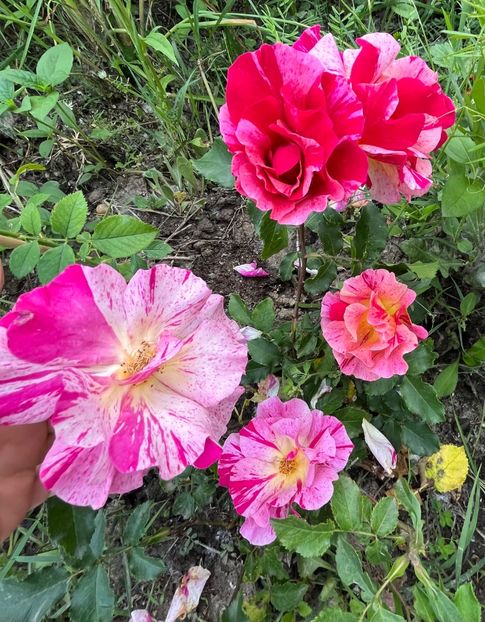 9F3F503D-33E9-4920-83A6-1B0ED5CF8DBF - Trandafiri la balta 2023