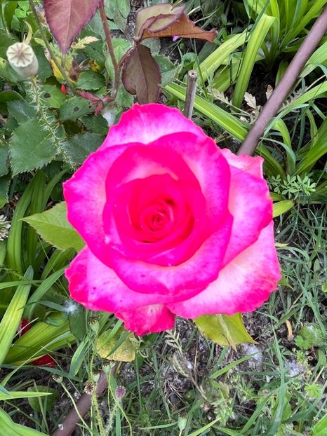 5FDF66CF-C089-43F3-81EE-BA913E156406 - Trandafiri la balta 2023