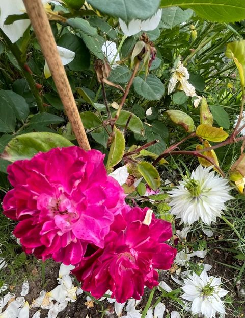 5B0EA55F-47B3-40C2-8318-F26D788C5C5A - Trandafiri la balta 2023