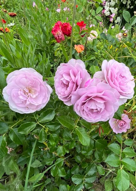 89DD6B46-B97A-4072-BBE1-79C308C9D231 - Trandafiri la balta 2023