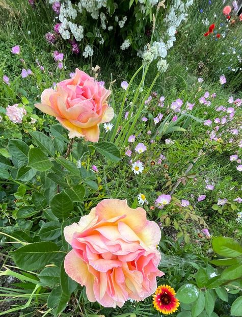 D1EE60AC-1583-4883-AD7E-4E1DF0A18379 - Trandafiri la balta 2023