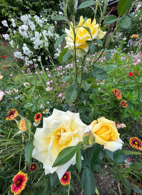 82E28E3C-152F-4E4E-8F19-446A94066D91 - Trandafiri la balta 2023