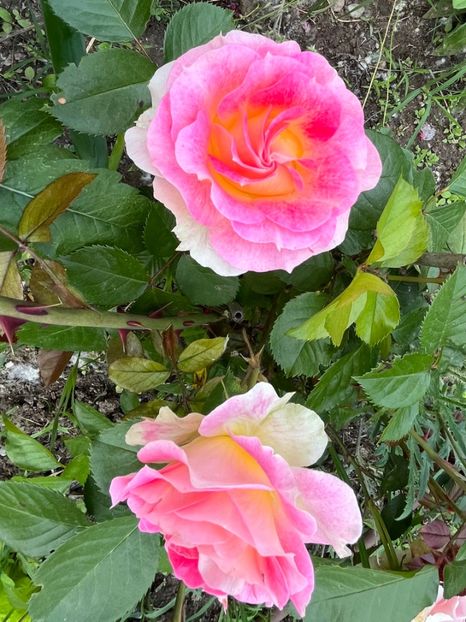 35EFA300-5784-41DC-B456-5B731A41C879 - Trandafiri la balta 2023