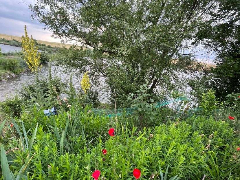 CADBB5A6-9177-403A-9456-FCF5C7584BB2 - Flori la Balta 2016 2023