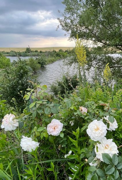 50CCBBBD-2D6E-4D4A-ADED-3204E915CDA4 - Trandafiri la balta 2023