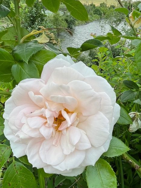 807B885D-A763-46F4-AA83-FF0117467B70 - Trandafiri la balta 2023