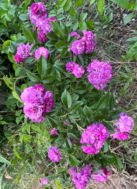 F81F7259-CF8B-4ADD-8406-68C72A2DD96C - Trandafiri la balta 2023