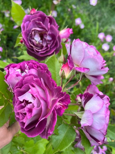 5EA900EA-A8CA-4A92-B652-12FCE6852F6D - Trandafiri la balta 2023