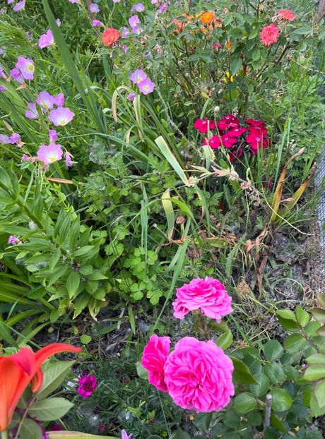 337E085E-92AE-4071-A334-A39D412DDE86 - Trandafiri la balta 2023