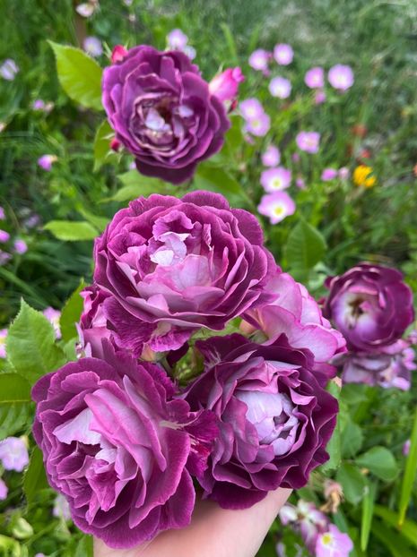 8220A84A-2573-482D-AE6F-13D45AFB689B - Trandafiri la balta 2023