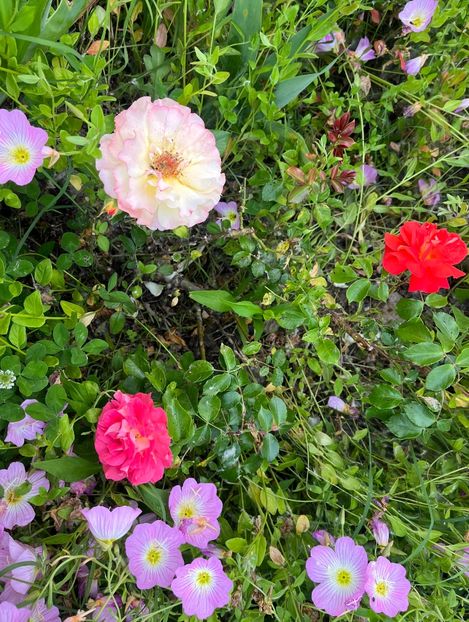 44F4E160-2B6B-429A-9929-E97F0A41D38D - Trandafiri la balta 2023