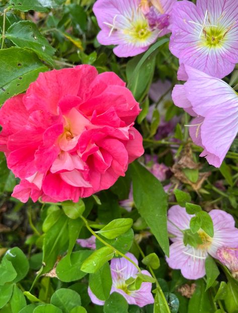 DB23898B-BD43-45A0-846C-609EE9A16FF2 - Trandafiri la balta 2023