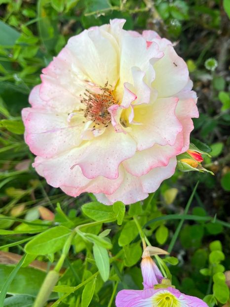 375E998F-C19D-47A8-9812-F918B59B5B41 - Trandafiri la balta 2023