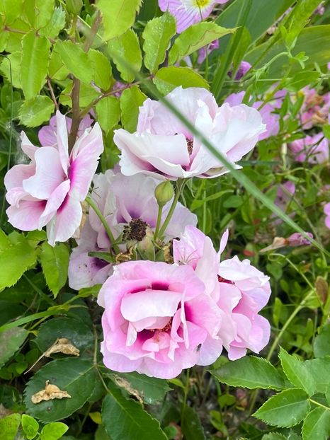 3BE47188-9B0A-4FAA-8A0F-0C0DB7B56D90 - Trandafiri la balta 2023