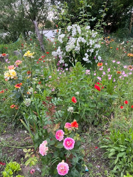 E8116DE0-E1B0-493B-B06E-1AE24474A9EC - Trandafiri la balta 2023