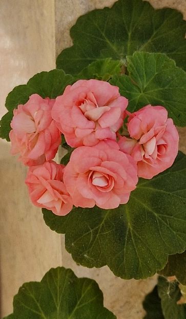 2023 - Grainger s Antique Rose