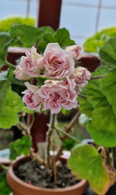 2023- - Millfield Rose