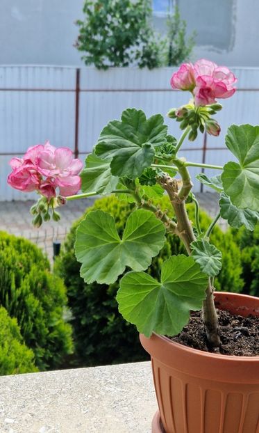 2023- - Princess Sandra