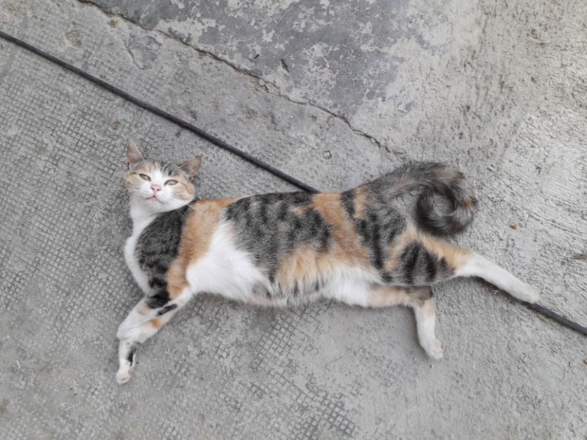 20230603_181346[1] - pisicute