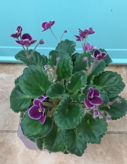  - Mac s Glacial Grape