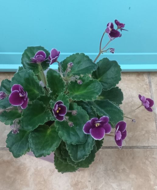  - Mac s Glacial Grape