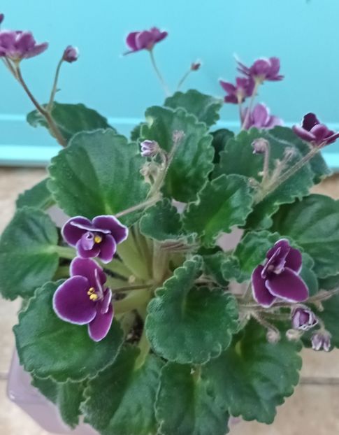  - Mac s Glacial Grape