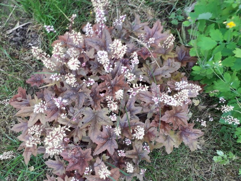 20230603_181105[1] - heuchera gradina