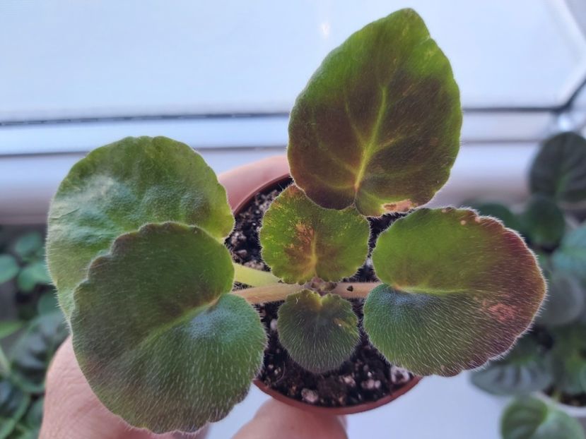 04.06.23 - LE-The Wizard of The Emerald City