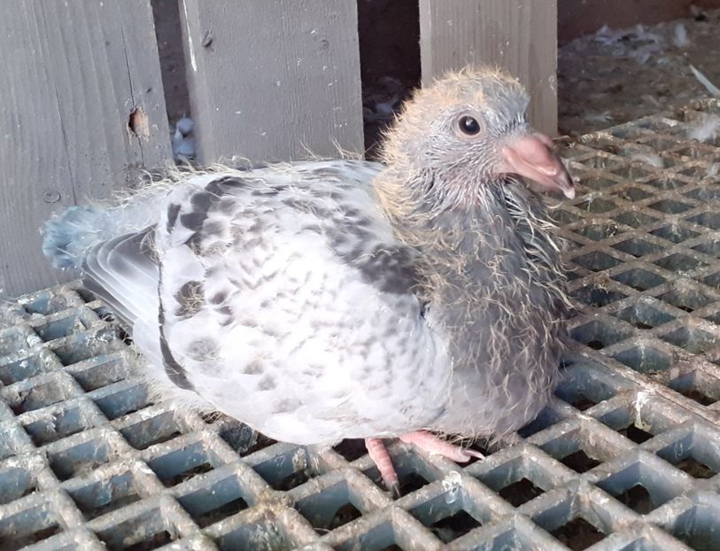  - Pui Voiajori Standard 2023