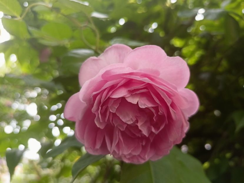 Jasmina - Grădina 2023 continuare 3