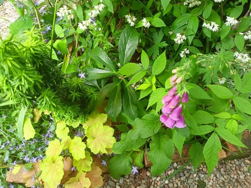  - Grădina 2023 continuare 3