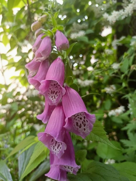  - Grădina 2023 continuare 3