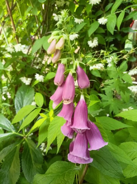  - Grădina 2023 continuare 3