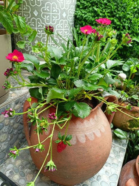  - Grădina 2023 continuare 3