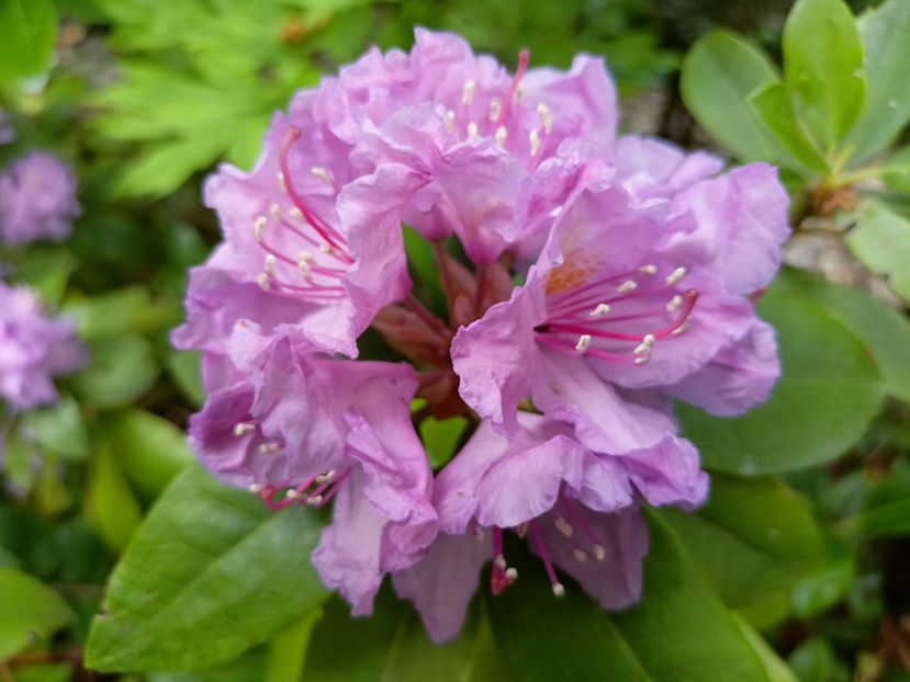  - Grădina 2023 continuare 3