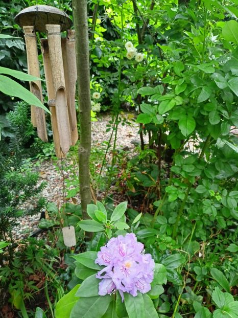  - Grădina 2023 continuare 3