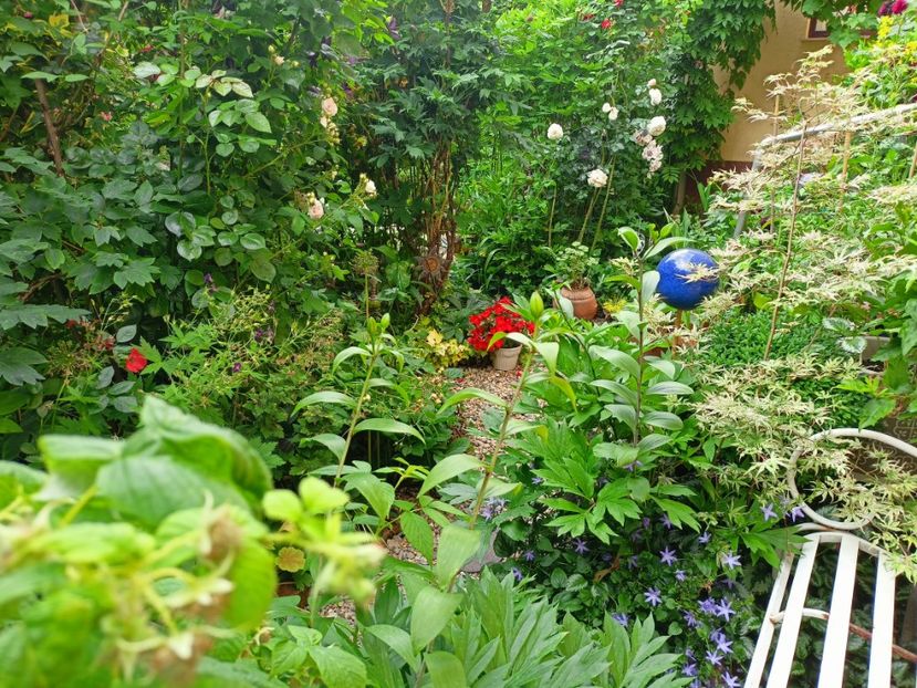  - Grădina 2023 continuare 3