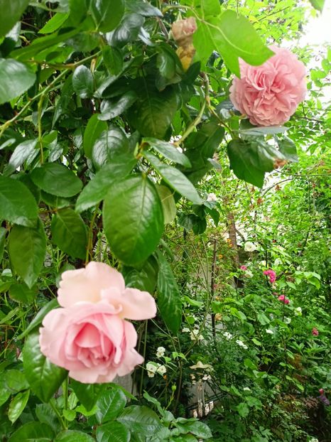 Alexandra Princess de Luxembourg - Grădina 2023 continuare 3